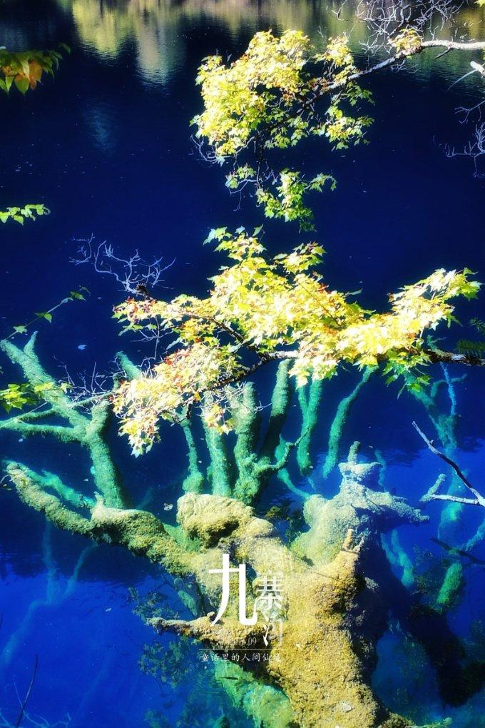 创作猫
