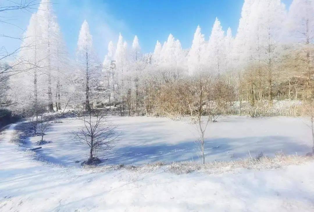 硕大的苹果