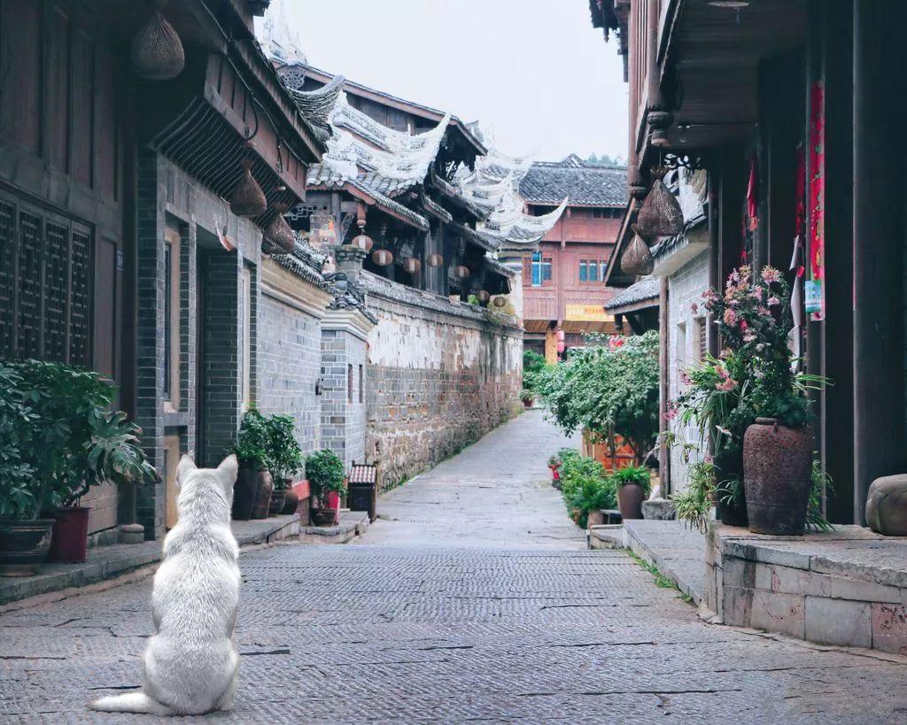 沪江开心词场